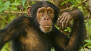 Young chimpanzee male, Pan troglodytes verus