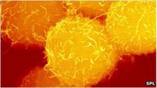 stem cells