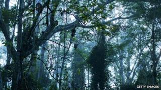 Rainforest