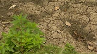 The Whitworth Park lake's clay bed has dried up
