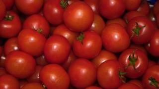 Tomatoes (generic)