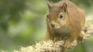 Red Squirrel - generic