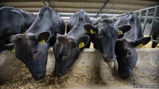 Wagyu cattle at Blackford Farms in Perthshire