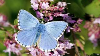 Blue butterfly