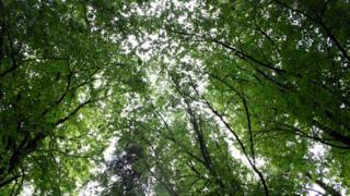 Trees