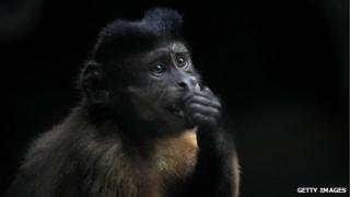 Brazilian capuchin monkey (file)