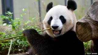panda