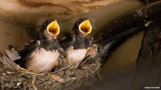 birds