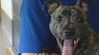 Staffordshire bull terrier