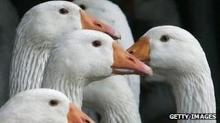Geese