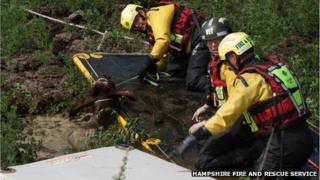 Firefighters rescue heifer from slurry pit