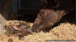Rescued heifer and newborn calf