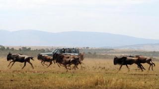 Tourists watch a herd of Wildebeest run through a field during the annual wildebeest migration through the Massai Mara National park in western Kenya - 2008