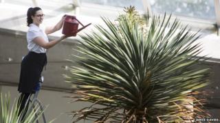 Garden staff member Rachael Hughes waters the dragon tree