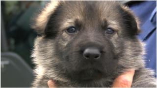Police puppy