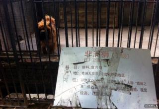 A Tibetan mastiff inside a zoo cage with a visitor sign saying African lion in Chinese
