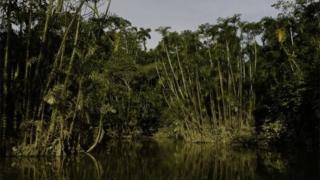 View from a lake in the Ecuadorean Yasuni National Park.