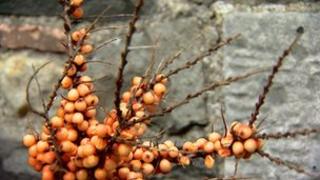 Sea buckthorn
