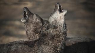 Howling wolves