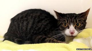 Rescued cat