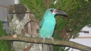 A crimson rumped toucanet
