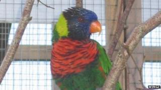 Green naped lorikeet