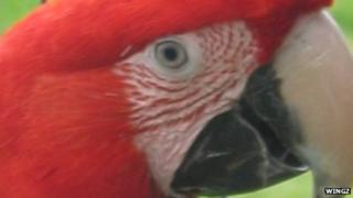 Rosie, the green winged macaw