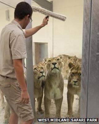 Lions watching glass being cleaned