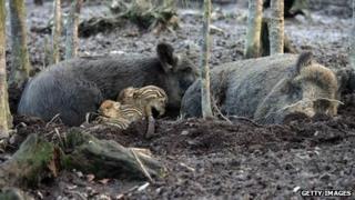 Wild boar adults and babies