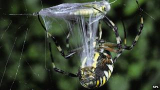 Spider