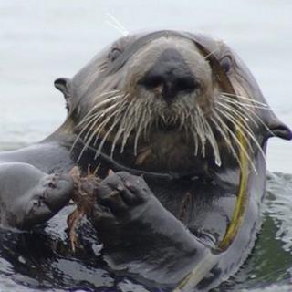 sea otter ecology