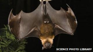 Flying fox