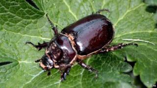 European rhinoceros beetle on a leaf
