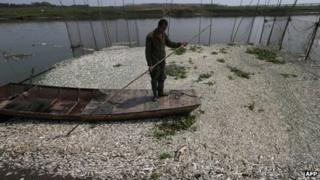 This picture taken on 3 September 2013 shows a fisherman looking at the dead fish floating on the Fuhe river in Wuhan, in central China's Hubei province after large amounts of dead fish began to be surface early the day before
