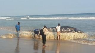 Dead whale on Ghana beach