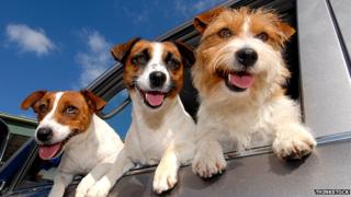 Dogs in a car