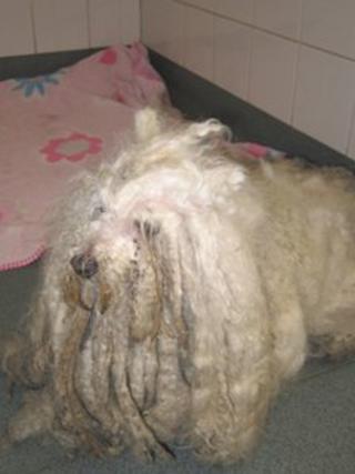 Bichon frise cross poodle