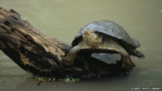 Terrapin
