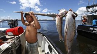Placido Shim shows two fish he gaffed that were floating past his boat after a leaky pipe caused more than 230,000 gallons of molasses to ooze into the harbour and kill marine life 10 September 2013