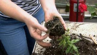 Gardener holds a plant