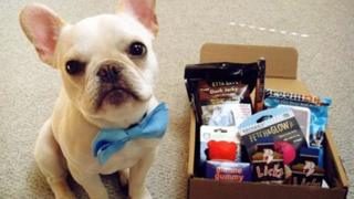 A dog with a BarkBox pack