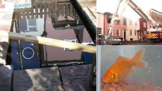 Smokey the goldfish in Harwich