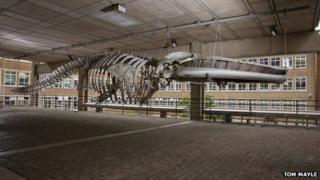 Whale skeleton, Museum of Zoology, Cambridge
