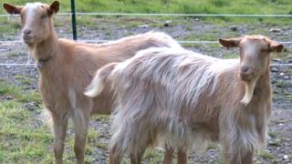 Golden Guernsey goats