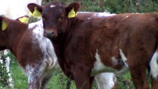 The Northern Dairy shorthorn