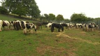 Abandoned horses