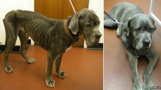 Hench, Neapolitan mastiff from Lowestoft