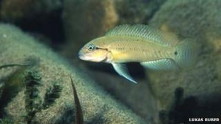 A photo of a Telmatochromis temporalis - the rare African tropical fish that went missing
