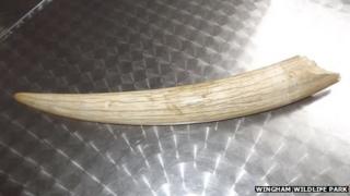 Stolen elephant tusk