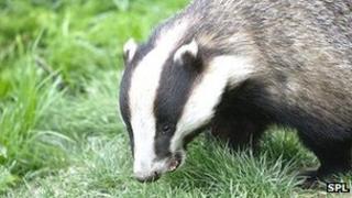Badger